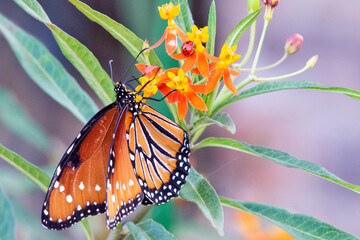 Queen Butterfly Feeding on Milkweed