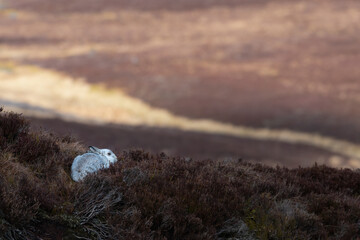 Mountain hare with a highland landscape behind, Perthshire, Scotland © Alex Cooper