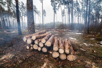 A pile of freshly cut logs in the forest. Freshly cut wood has a bright orange color and a round shape. Freshly cut trees in the forest. Rows of stacked logs