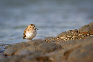 Baird's Sandpiper at Don Edwards