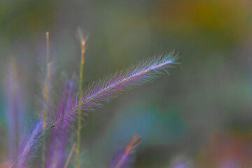 Obraz premium flowers in the field