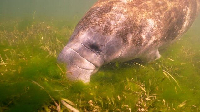 Super Slow Motion 4K 120fps: Manatee in the King's Bay, Crystal River, Florida, United States