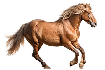 Naklejka na ściany i meble an isolated brown palomino horse running, jumping, side view portrait, equestrian-themed photorealistic illustration on a transparent background cutout in PNG, Generative AI