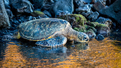 Sea Turtle Returning to the Ocean - Hawaii