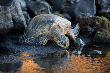 Obraz premium Sea Turtle on Black Sand returning to Ocean