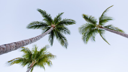 Obraz na płótnie Canvas palm trees and blue sky