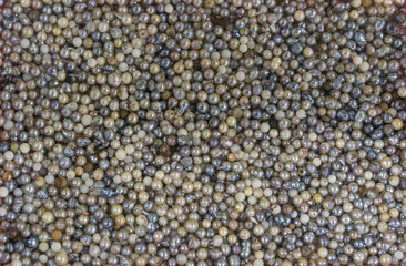 Pile of pearls on the white background. Vietnamese pearls in Ha Long city, Quang Ninh province, Vietnam