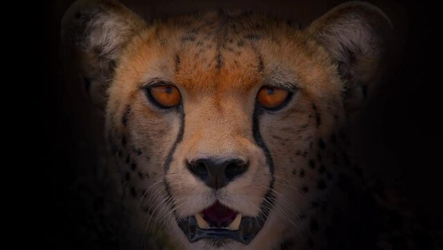 close up of a lynx