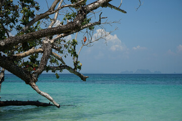 The branches of tree on the beach with seascape and blue sky in background
