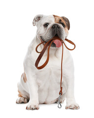 Fototapeta na wymiar Adorable English bulldog holding leash in mouth on white background