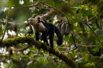 Capuchin Monkey with a Baby on it's Back