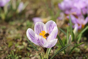 Fototapeta premium A striped crocus with a honey bee inside.