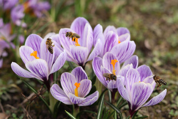 Fototapeta premium Honey bees fly over blooming striped crocuses.