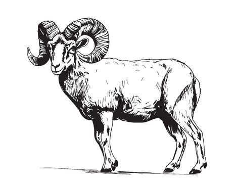Animal ram hand drawn sketch illustration Farm animals