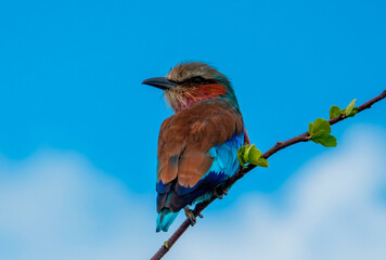 A backward glance. A colourful lilac-breasted roller hawking in Pilanesberg National Park.