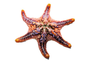 an isolated purple, orange starfish, ocean-themed photorealistic illustration on a transparent background cutout in PNG, generative ai