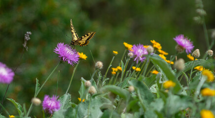 view of the butterfly machaon