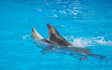 two dolphins swim in the pool