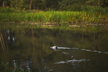 Duck swims in the pond. Lake in the park with water birds.