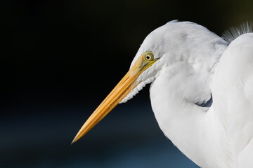Great Egret Closeup 