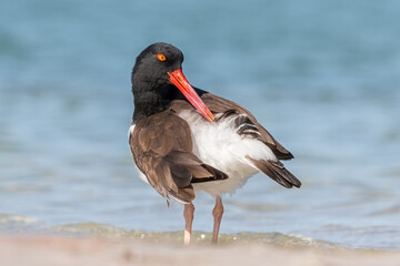 Oystercatcher 