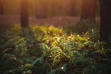 Green fern leaves on a sunny summer day. Green branches of a fern in the forest. Fern plants in the background of the forest. Beautifully textured fern leaves in autumn.