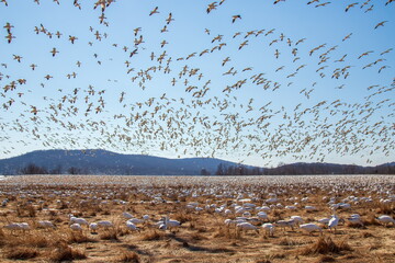 flock of snow geese 