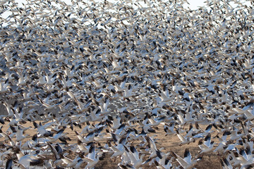 Snow Goose Migration
