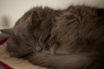 close up portrait of a domestic relaxed cat. beautiful grey male cat.
