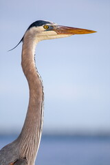 great blue heron