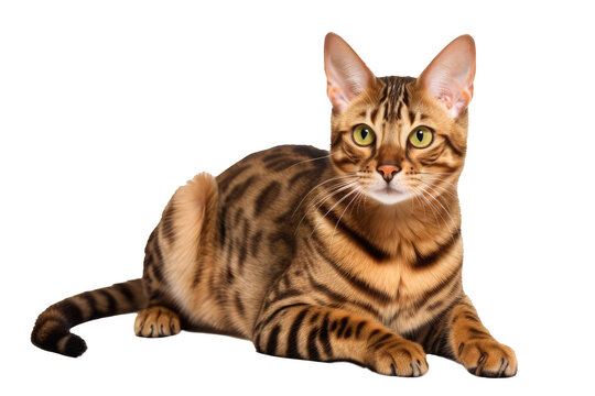 Toyger Cat On Isolated Transparent Background, png. Generative AI