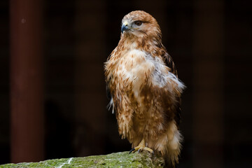 Portrait at Eagle