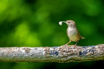 wren building a nest