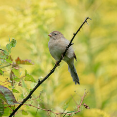 bird on a branch
