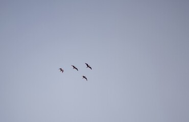 a flock of birds isolated in the sky