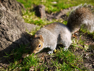 squirrel in the park