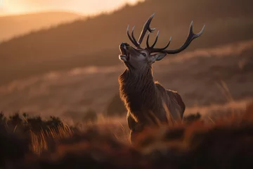 Fotobehang Roaring Deer © Markus
