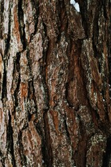 Textured plant bark of a pine tree with weathered texture and detailed crevices and rough surface