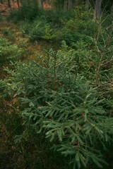 Green sprouts of spruce trees. Young sapling of spruce grows in the forest ground with green moss. Small coniferous tree.