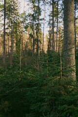 Fototapeta premium Green sprouts of spruce trees. Young sapling of spruce grows in the forest ground with green moss. Small coniferous tree.