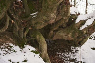 Wildlife animal shelter under the tree during winter