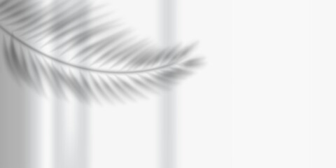 Blurred shadow of a palm leaf isolated on transparent background. Realistic vector illustration.