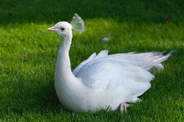 white peacock on the grass