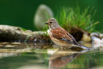 Linnet, Carduelis cannabina, female .