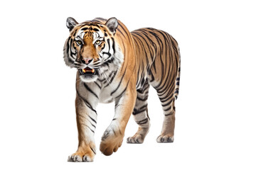 Fototapeta na wymiar an isolated bengal tiger front view, walking towards, stalking prey, fierce jungle-themed photographic illustration on a transparent background in PNG, Generative AI