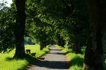 Obraz premium Lindenallee, Bichl, bei Benediktbeuern