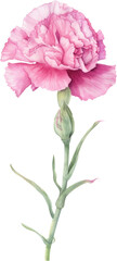 carnation flower watercolor