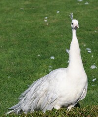 white peacock in the grass