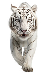 an isolated white tiger front-view portrait, jungle-themed photorealistic illustration on a transparent background cutout in PNG, Generative AI