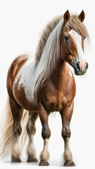 Beautiful horse on the white background, nice animal